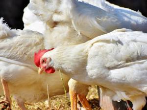 Nuevos usos para residuos de las industrias avícola y del vino