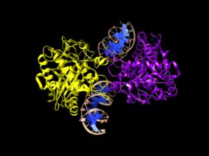 cGAS unido a dsDNA. / Kissiovd (FLICKR)