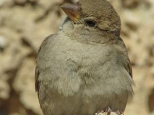 Emberizidae. / (PXHERE)