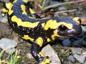 El clima cálido y húmedo de los bosques generó las condiciones ideales para la evolución y la diversificación de los primeros tetrápodos. / Steffen Häuser (WIKIMEDIA)