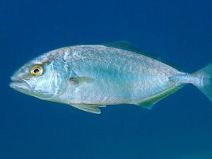 El proyecto DIVERSIFY se propone revolucionar técnicas y metodologías científicas para optimizar la cría y la producción de nuevas especies de aleta / Roberto Pillon (WIKIMEDIA COMMONS)