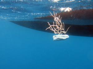 Gorgonias durante los trabajos de replantación del proyecto ResCap. / ICM / CSIC / ResCap