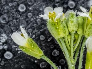 Ejemplar de Arabidopsis thaliana como la utilizada en el estudio. / EMA OLATE/PABLO JALÓN
