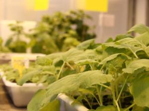 Plantas de Nicotiana benthamiana en el invernadero del CRAG. / CRAG