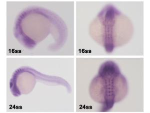 Expresión segmentada del gen rac3b en el cerebro posterior del pez cebra durante el desarrollo./ CSIC