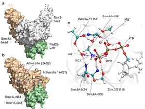 Descubren el funcionamiento de un complejo de proteínas implicadas en casos de cáncer y enfermedades raras