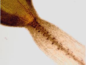 Planta con una tinción que permite ver los granos de almidón, que son los que le sirven a la planta para reconocer la dirección y el sentido de la gravedad. / CSIC