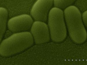 Lactobacilo visualizado al microscopio óptico de barrido./ (CSIC)