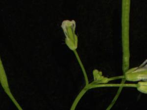 Ejemplar de planta Arabidopsis. / INSTITUTO DE AGROBIOTECNOLOGÍA