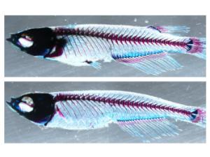 Arriba, un ejemplar silvestre con aleta dorsal y aleta pectoral y, abajo, un ejemplar mutante sin ellas. / CSIC