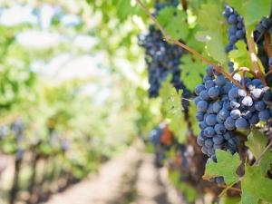 La fotosíntesis y el carbono que importa la uva influyen en su pérdida de color