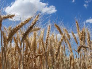 Cultivo de trigo. / IWGSC