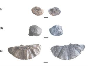 Ejemplares  de las  variedades  de  hongos Daedalea  quercina(A), Daldinia concéntrica(B) y Coriolopsis gallica(C). / La Draga