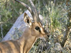 La clave era comprender cómo se desarrollan estas especies que coevolucionan conjuntamente, formando grandes redes de especies mutualistas. / Andrés Díaz (CSIC Comunicación)