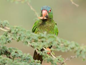 Especie de loro estudiada en Bolivia. / CSIC