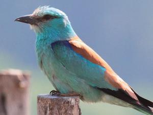  Ejemplar de carraca Europea, especie analizada en el estudio./ Radovan Václav (CSIC)