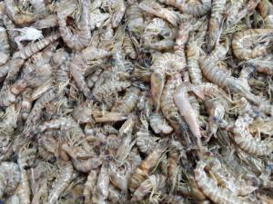 El 'Marsupenaeus japonicus' es una de las especies invasoras detectadas en el Mediterráneo oriental. / CSIC