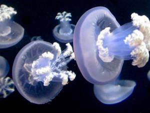La 'Rhizostoma luteum' tiene presencia en el Atlántico y mar de Alborán./ ZOO DE VIENA