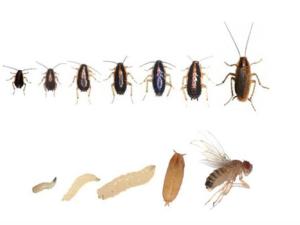 Ciclo vital de 'Blattella germánica' (arriba) y de la 'Drosophila melanogaster' (abajo). / CSIC