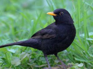 Ejemplar de mirlo./ Eloy Revilla (EBD-CSIC)