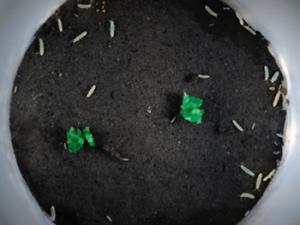 Un estudio experimental confirma los beneficios de la modularidad a la hora de construir redes