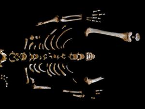Esqueleto del niño neandertal recuperado en la Cueva de El Sidrón. / Grupo de Paleoantropología MNCN-CSIC