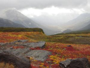 Paisaje típico de la tundra ártica, dominada por vegetación baja. / CSIC