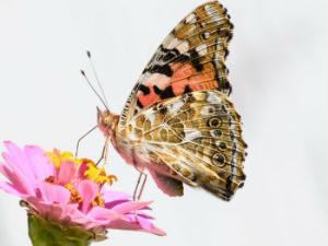 Un ejemplar de cardera libando de una flor (fotografía de perfil) / Vlad Dinca