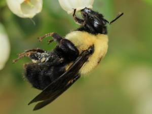 Abeja (Bombus griseocollis) polinizando una flor de arándano. / Jason Gibbs (PIXABAY)