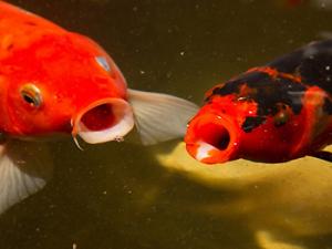 Peces de colores. / PXERE