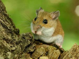 Ejemplar de ratón silvestre (Peromyscus leucopus). / Jim Schulz. (Chicago Zoological Society)