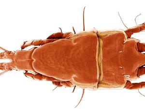 Los simbiontes muy especializados se diversifican principalmente a través de cambios de hospedador