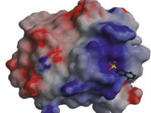 Molécula de etamsilato en el sitio de unión al ligando FGF. /CSIC