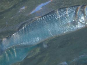 Ejemplar de lubina como las empleadas en el estudio. / Óscar Sagué