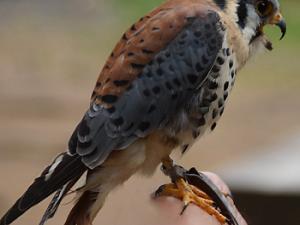 El veneno para controlar las plagas de topillo afecta también a los cernícalos, sus depredadores naturales