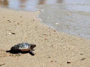 Tortuga boba en una playa de Pulpí, en Almería (ANDRÉS DÍAZ / CSIC Comunicación)