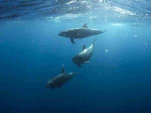Delfines