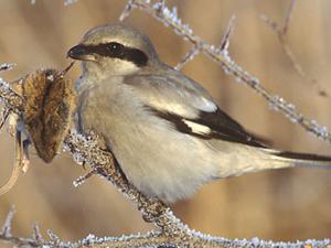 En España, la especie que más preocupa es el alcaudón real, gravemente amenazado por el abandono del medio rural y la intensificación en las prácticas agrarias y que a nivel mundial ha pasado de la categoría de Preocupación Menor a Vulnerable en la lista de la UICN. / Marek Szczepanek (WIKIMEDIA)