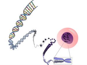 Ilustración gráfica de ADN y ARN. / OpenClipart-Vectors (PIXABAY)