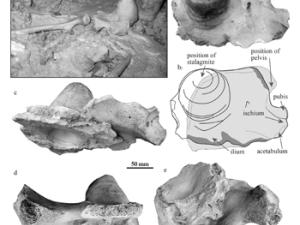 Los primeros asentamientos humanos en América datan de hace trece mil años