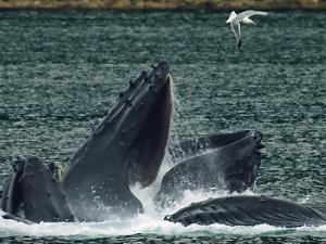 Los antepasados de las ballenas tenían dientes afilados para devorar a las presas