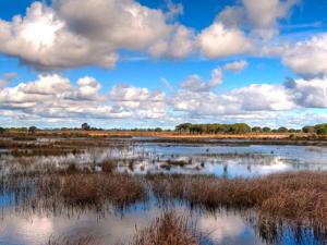 Humedal del Parque de Doñana. / Olmo1981 (FLICKR)