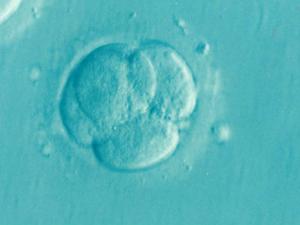 La creación de embriones artificiales da un nuevo paso