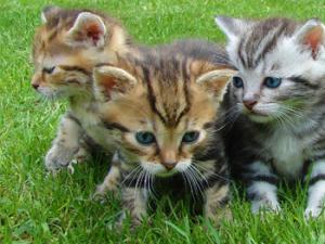 Gatos. / Jan-Mallander (PIXABAY)