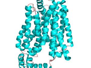 Estructura cristalina del transportador de glucosa humana GLUT1. / A2-33 (WIKIMEDIA)