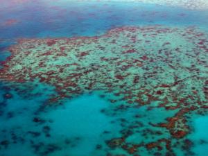 La Gran Barrera de Coral australiana: cinco eventos letales en 30.000 años. / steinchen (PIXABAY)