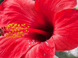 Rosa China (Hibiscus rosa-sinensis), jardín botánico de Tallin, Estonia. / Diego Delso (WIKIMEDIA)