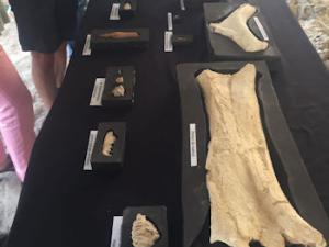 Restos fósiles hallados en los yacimientos de Orce (Granada). / Universidad de Granada