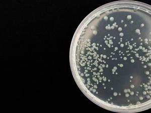 La primera inmunoterapia española muestra eficacia en pacientes con cáncer