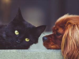 La inteligencia les permite a los animales cuidar mejor de su entorno. / StockSnap (PIXABAY)